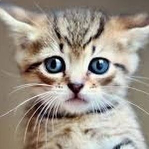 Meet your Posher, May